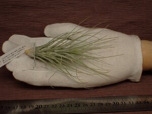 Tillandsia heteromorpha チランジア・ヘテロモルファ 505■エアプランツEP