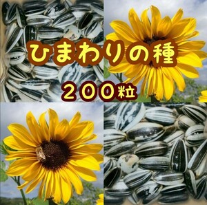 大きくそだつ向日葵の種　たっぷり14g約200粒 ひまわり種子　小動物のご給餌に◎　花畑　生け花　花束　花壇　大きい花　黄色い花②