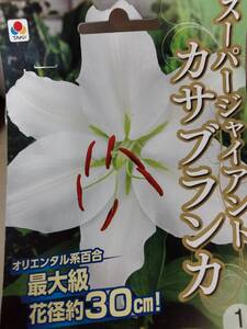 即決♪送料無料 最大級花径約30ｃｍ！ ユリの女王 白色 オリエンタルユリ　スーパージャイアントカサブランカ　球周25ｃｍ以上　大球　1球