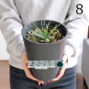 【現品】ユッカ・リネアリフォリア 5号 黒鉢（8）Yucca linearifolia