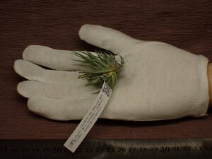 Tillandsia loliacea チランジア・ロリアセア 787■エアプランツEP