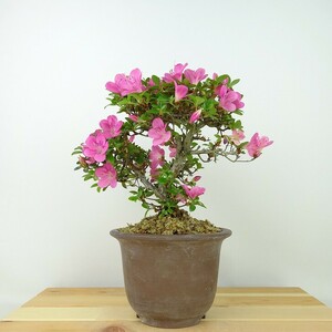 盆栽 皐月 鶴翁 樹高 約18cm さつき Rhododendron indicum サツキ ツツジ科 常緑樹 観賞用 小品 現品
