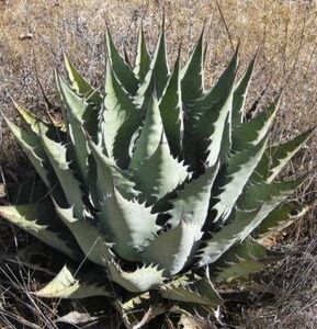 Agave durangensis　アガベ　ドゥランゲンシス 種子 50粒