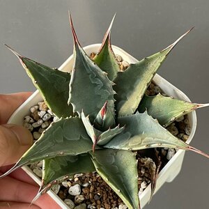 2 美株　選抜　 アガベ モンタナ　ビッグスカイ　 11cm　| CACTUS.TOKYO