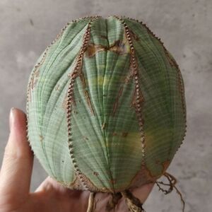 【B7208】◆Vintage over 10 years ◆【ベスト ヴィンテージ株 】超巨大幅9cm株！ユーフォルビア オベサ Euphorbia obesa