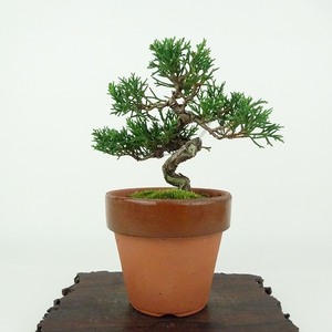 盆栽 真柏 樹高 約11cm しんぱく Juniperus chinensis シンパク “ジン シャリ” ヒノキ科 常緑樹 観賞用 小品 現品