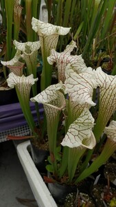 サラセニア ビッグ ホワイト sarracenia 食虫植物