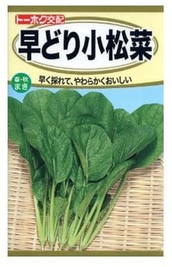 小松菜 早どり小松菜 種 葉菜 種子 野菜のたね 家庭菜園