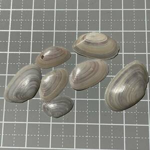 《 シオサザナミガイ 》 貝殻標本　貝殻　貝　標本　マスオガイ　シェル　shell ビーチコーミング　研究　標本箱