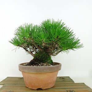 盆栽 松 黒松 樹高 約15cm くろまつ Pinus thunbergii クロマツ マツ科 常緑針葉樹 観賞用 小品 現品