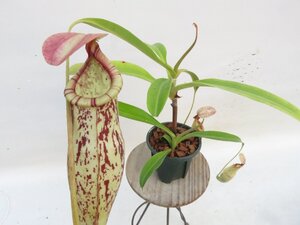 N.ケルソニー 2.5号【現品限り】ネペンテス 食虫植物_17003