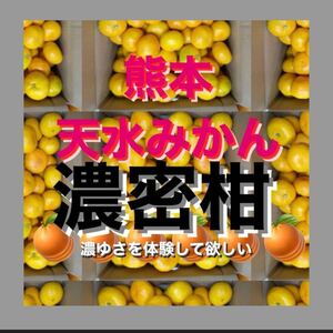 熊本天水　(青島)（みかん）　箱込み9キロ2Lから3Lサイズ