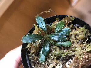 【MF便】Bucephalandra ブセファランドラ Pakak 3 MF0417-5A 水草 熱帯植物