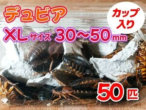 【送料無料】 デュビア XL 成虫サイズ 3.0～5.0cm 50匹 カップ入り アルゼンチンモリゴキブリ 肉食熱帯魚 爬虫類 両生類 [3566:broad]