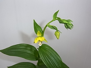 黄花カキラン　３芽と小１芽