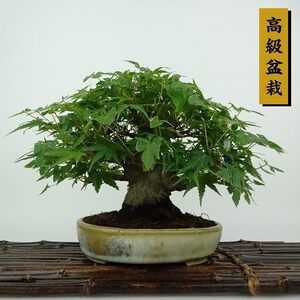 盆栽 紅葉 樹高 約15cm もみじ 高級盆栽 Acer palmatum モミジ カエデ科 落葉樹 観賞用 小品 現品