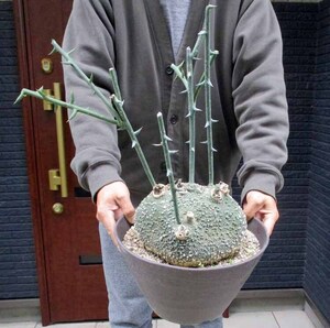 【現品】塊根植物：アデニア・グロボーサ 　10号　きB番