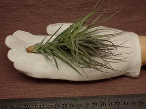 Tillandsia tenuifolia 