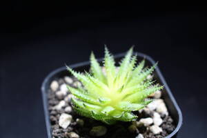 Haworthia / ヘルバセア　ハオルチア　管理246