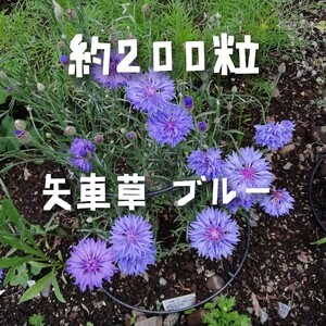 矢車草 約200粒 鞘付 ブルーのみ 矢車菊★同梱不可　ヤグルマギク 八重咲き コーンフラワー大量 青い花　蒼い　涼しげ 青紫　秋まき 春蒔き