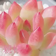 495 レア　多肉植物　アメジスト　葉挿し♡