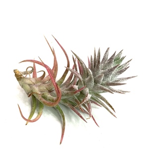 (現品) チランジア イオナンタ バンハイニンギー (No.22214) (エアープランツ ティランジア ionantha var. vanhyningii)