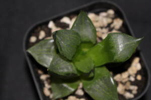 Haworthia /　波紋レツーサ　ハオルチア