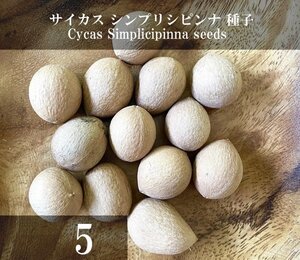 サイカス シンプリシピンナ 種子 5粒+α Cycas Simplicipinna 5 seeds+α 種 ソテツ 蘇鉄 ヤシ シンプリシピナ