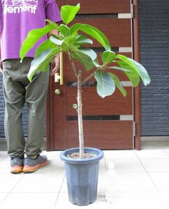 【現品】フィカス・アフリカンプリンス　ficus african prince　8号　HW番