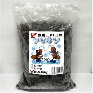 【送料無料・邑楽ファーム】【クール便発送】冷凍フタホシコオロギ　成虫　１ｋｇ(約1400匹入り)