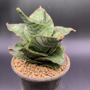 01【新入荷】多肉植物 サンスベリア ザザ Sansevieria Zaza 選抜上株 美苗