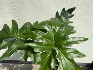 【 フィロデンドロン セローム 】 Philodendron selloum