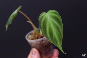 【NK】エクアドル輸入品 Philodendron verrucosuｍ【フィロデンドロン アンスリウム】