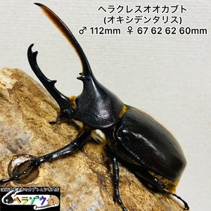 ヘラクレスオキシデンタリス　成虫5匹　オス♂112mm メス♀67 62 62 60mm（ヘラクレスオオカブト、DHオキシデンタリス）