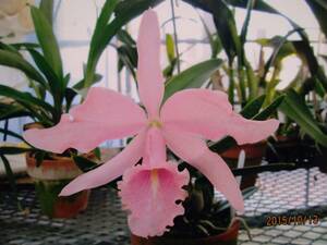 5洋蘭カトレア原種 c.maxima carnea Soushi NO2 (OG)