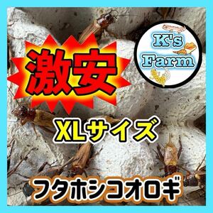 350匹(死着保証 込み)XLサイズ 《成虫 羽あり》フタホシコオロギ