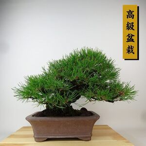 盆栽 松 赤松 樹高 約24cm あかまつ 高級盆栽 Pinus densiflora アカマツ red pine マツ科 常緑樹 観賞用 現品