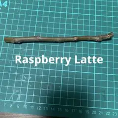 Raspberry Latte穂木　イチジク穂木　いちじく穂木