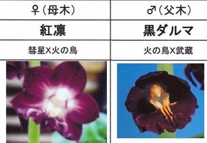 80Kえびね欄　１０　紅凛×黒ダルマ　来春以降初花見込苗　未開花交配苗　山野草エビネラン