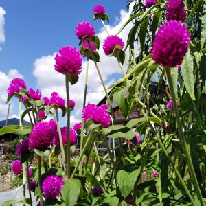 千日紅 ローズピンク 種 30粒 切り花 ドライフラワー 春まき 夏まき 一年草 センニチコウ 花種 種子 2024年採取 同梱可