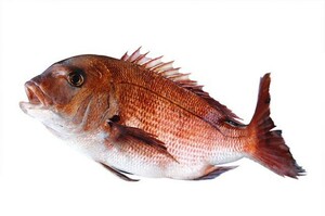 みかん鯛 マダイ 1.8~2.2kg 1匹 愛媛産 ブランド鯛 刺身 煮魚 焼魚 干物 下処理済み 送料無料 北海道/沖縄/東北は別途送料