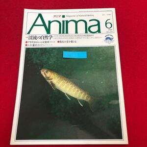 Ac-309/Anima アニマ 1990年6月号No.213 平凡社発行 特集:渓流の自然学 アカギカメムシの大集団 化石の美を楽しむ 象牙はどこへ 他/L1/7021