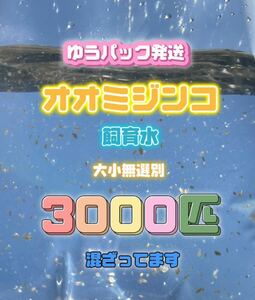 ゆうパック発送☆ オオミジンコ飼育水3000匹混ざってしまってます☆タマミジンコより培養簡単♪偽物多い注意です！