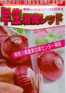 早生 赤たまねぎ 早生湘南レッド　固定種 【30粒】 2025.05