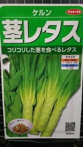 ３袋セット 茎 レタス ケルン 種 郵便は送料無料