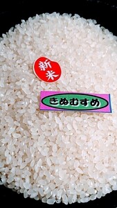 ～令和５年産残り僅か～ きぬむすめ１等「検査済」精米 ２０kg　