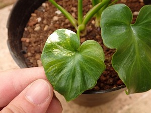 フィロデンドロン　セローム　斑入り(Philodendron selloum variegata)