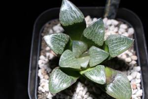 ベイエリ　Haworthia　ハオルチア