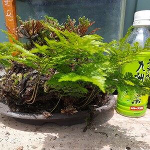 直ぐ苔の着く軽石☆軽石植え☆イワヒバ☆岩松☆⑱