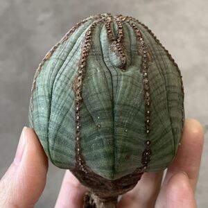 【B6797】★超巨大6cm多稜株！！【SS級！極上特選大株！！】ユーフォルビア オベサ Euphorbia obesa ( 検索 アガベ 多肉植物 )